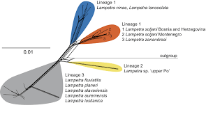 Attēlu rezultāti vaicājumam “Lampetra planeri”
