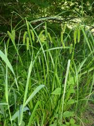 Attēlu rezultāti vaicājumam “Carex pseudocyperus”