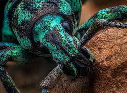 Attēlu rezultāti vaicājumam “Collaria rubens macro”