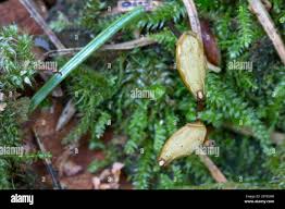Attēlu rezultāti vaicājumam “Buxbaumia viridis”