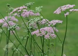 Image result for Pimpinella major