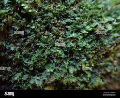 Attēlu rezultāti vaicājumam “Jungermanniopsida”