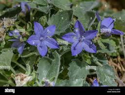 Image result for Campanula isophylla