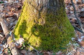 Attēlu rezultāti vaicājumam “Thuidium delicatulum sporophyte”