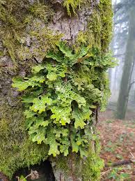 Attēlu rezultāti vaicājumam “Lobaria pulmonaria”