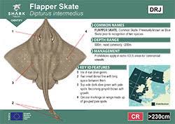 Image result for Dipturus intermedius