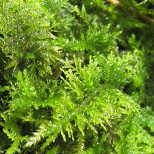 Attēlu rezultāti vaicājumam “Thuidium delicatulum”