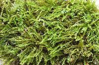 Attēlu rezultāti vaicājumam “Hygroamblystegium varium”