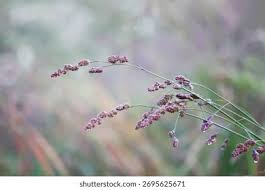 Attēlu rezultāti vaicājumam “Poa pratensis flower”