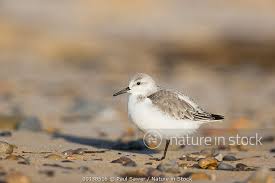 Attēlu rezultāti vaicājumam “Calidris alba adult”