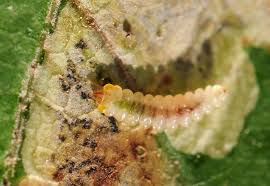 Attēlu rezultāti vaicājumam “Cameraria ohridella”