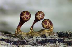 Attēlu rezultāti vaicājumam “Trichia botrytis var. cerifera macro”