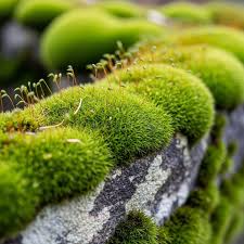 Attēlu rezultāti vaicājumam “Bryum neodamense macro”