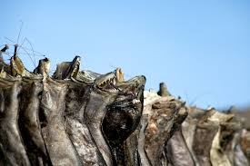 Image result for Reinhardtius hippoglossoides