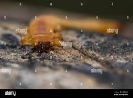 Attēlu rezultāti vaicājumam “Pyrochroidae larva”