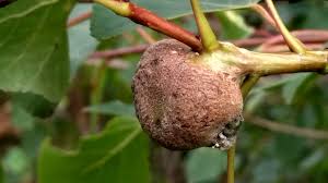 Attēlu rezultāti vaicājumam “Pemphigus borealis”