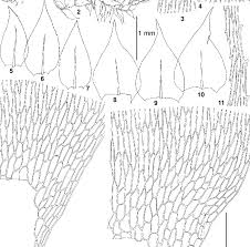 Attēlu rezultāti vaicājumam “Sciuro-hypnum”