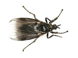 Attēlu rezultāti vaicājumam “Bibionidae female”