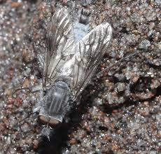 Attēlu rezultāti vaicājumam “Therevidae larva”