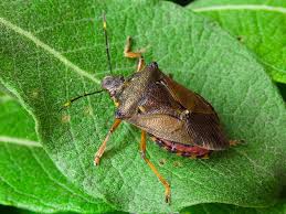Attēlu rezultāti vaicājumam “Pinthaeus sanguinipes”