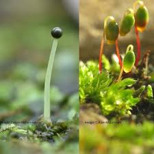 Attēlu rezultāti vaicājumam “Bryum funkii macro”