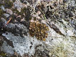 Attēlu rezultāti vaicājumam “Dermatocarpon luridum”