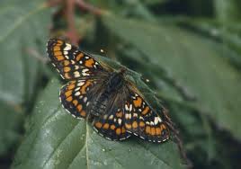 Attēlu rezultāti vaicājumam “Euphydryas maturna upperside”