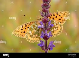 Attēlu rezultāti vaicājumam “Argynnis aglaja underside”