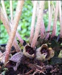 Attēlu rezultāti vaicājumam “Asarum europaeum”