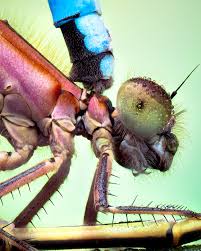 Attēlu rezultāti vaicājumam “Trichia crateriformis macro”