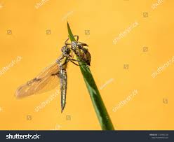 Attēlu rezultāti vaicājumam “Libellula quadrimaculata larva”