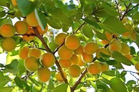 Attēlu rezultāti vaicājumam “Prunus armeniaca fruit”