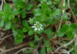 Attēlu rezultāti vaicājumam “Stellaria media”