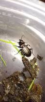 Attēlu rezultāti vaicājumam “Carabus granulatus”