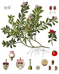 Attēlu rezultāti vaicājumam “Arctostaphylos uva-ursi fruit”