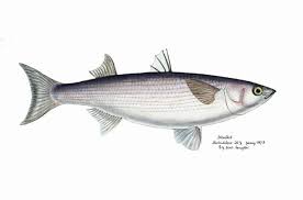 Image result for Mugil