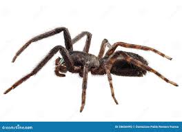 Attēlu rezultāti vaicājumam “Tegenaria sp.”