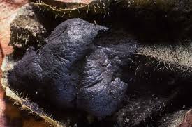 Attēlu rezultāti vaicājumam “Amaurochaete atra”