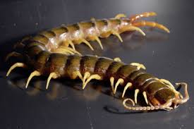 Attēlu rezultāti vaicājumam “Chilopoda”