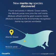 Image result for Mobula birostris