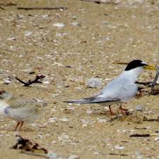 Attēlu rezultāti vaicājumam “Sternula albifrons”