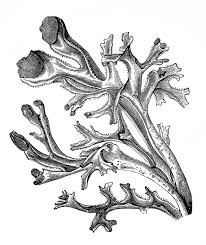 Attēlu rezultāti vaicājumam “Cetraria islandica”