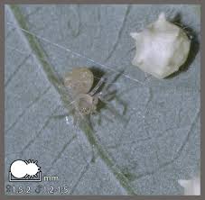 Attēlu rezultāti vaicājumam “Paidiscura pallens”