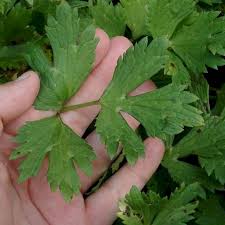 Attēlu rezultāti vaicājumam “Ranunculus repens leaf”