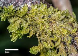 Attēlu rezultāti vaicājumam “Radula complanata sporophyte”