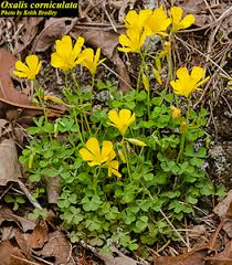 Attēlu rezultāti vaicājumam “Oxalis corniculata”