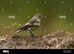 Attēlu rezultāti vaicājumam “Ficedula hypoleuca juvenile”