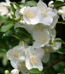 Attēlu rezultāti vaicājumam “Philadelphus lemoinei flower”