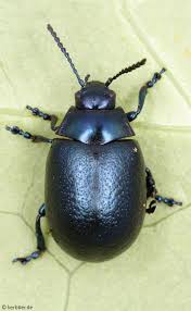 Attēlu rezultāti vaicājumam “Linaeidea aenea”