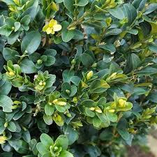 Attēlu rezultāti vaicājumam “Buxus sempervirens flower”